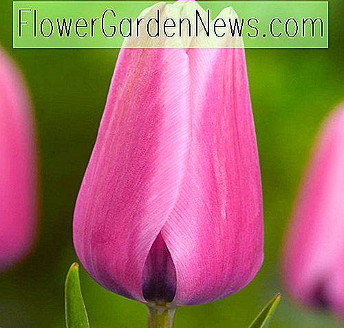 Tulipa 'Capri' (Darwin Hybrid Tulip)
