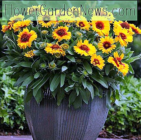 Gaillardia x grandiflora 'Mesa Bright Bicolor' (Kokardenblume) 🌹