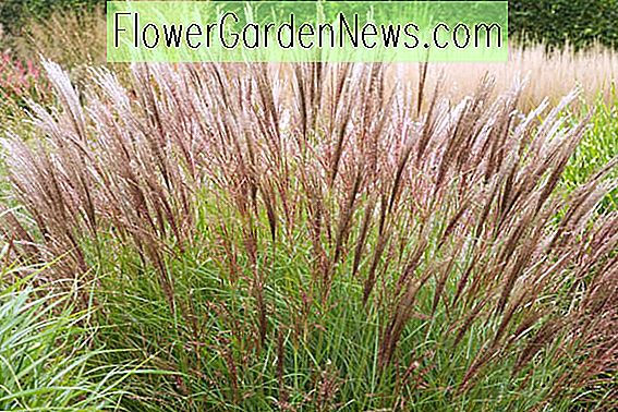 Miscanthus sinensis 'Yakushima Dwarf' (Maiden Grass)