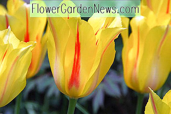 Tulipa 'Hocus Pocus' (Single Late Tulip)