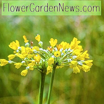 Primula florindae (Riesenschlüsselblume)