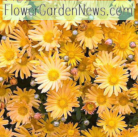 Chrysantheme 'Bolero', Garten Mum 'Bolero', Floristen Mum 'Bolero', Hardy Garten Mum Bolero, Dendranthema Bolero, gelbe Chrysantheme, Herbst Blumen