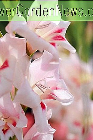 Gladiolus 'Elvira' (Sword-Lily)