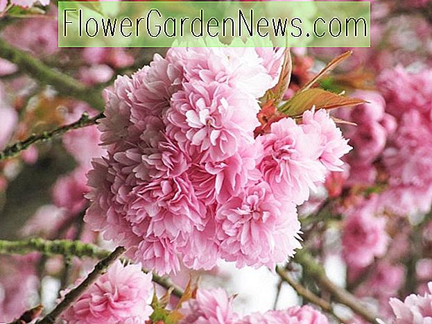 Prunus 'Asano' ดอกเชอรี่เชอรี่ 'Asano' ของญี่ปุ่น Prunus 'Geraldinae', ต้นดอก, ดอกสีชมพู, prunus สีชมพูคู่, เชอร์รี่สีชมพูคู่