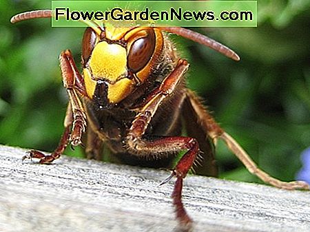 Interessante Fakta om Hornets: Store Væsener med Papirmer
