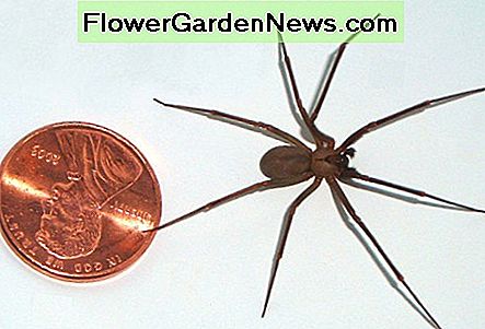 A brown recluse beside an American penny, showing the size of the spider. The brown recluse is small but packs a venomous bite that can land you in hospital. Fortunately, they are not native to Florida and only occasionally found in the state.