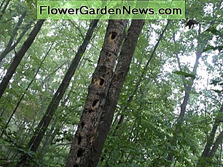 Poplars are popular with Woodpeckers because of the soft wood.