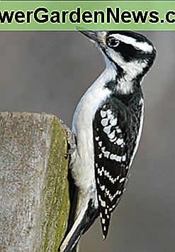 young female hairy woodpecker