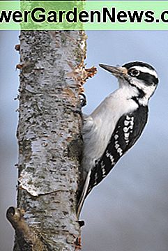 adult female hairy woodpecker