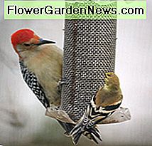 Quite a difference in size between this red-bellied woodpecker and the much smaller gold finch!