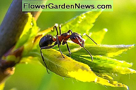 7 naturliga sätt att bli av med myror: hur man byter myror mänskligt utan att döda dem