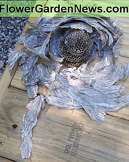 The sections where the larvae grow were in descending sizes. This nest had 4. The outer covering of the nest was a papery balloon to protect the inner part. You can get a little idea from this photo of it's configuration. 