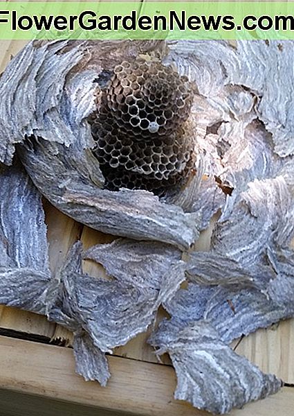 I sprayed the center part with wasp killer spray and waited. After seeing no activity, I assembled the parts to see how the nest looked. 