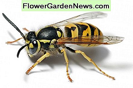Wikipedia provided this beautiful photo of a yellow jacket wasp. It is used under Creative Commons licence.