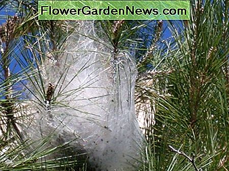 pine processionary caterpillar nest