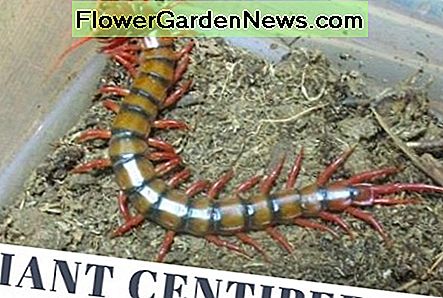 Wonen op Hawaï: hoe de Big Centipedes te overleven