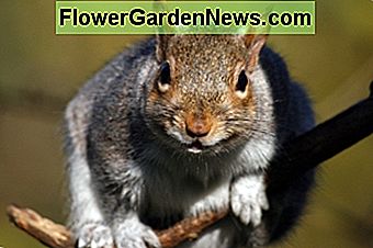 Kaip apsaugoti sodo svogūnėlių iš voverės