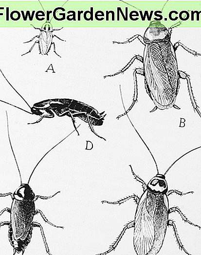 Een kort overzicht van natuurlijke afweermiddelen tegen kakkerlakken
