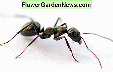 Kaip atsikratyti skruzdžių, gulbių, blusų ir sidabrinių žuvų jūsų namuose