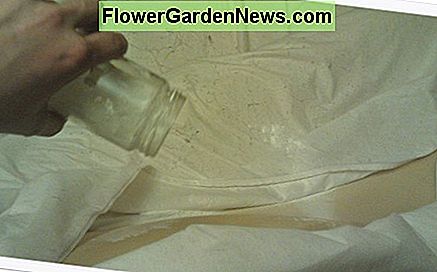 Apply diatomaceous earth inside your mattress Cover. Using a special duster is much easier than using a jar.