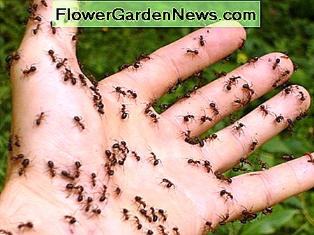 30 Easy DIY sätt att bli av med myror hemma och trädgård snabbt