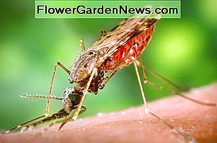 Vilka växter är naturliga myggmedel?