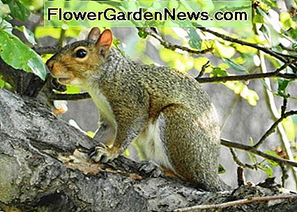 Wie man Eichhörnchen aus deiner VogelZufuhr heraus hält 🌹 Nützliche