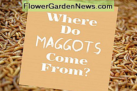 Maggot feiten: waar ze vandaan komen en ze kwijt raken