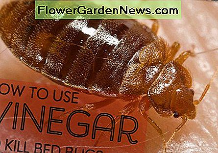 Vinegar kills bedbugs, but does not kill eggs. It also needs to be reapplied, as it simply kills on contact and does not linger.