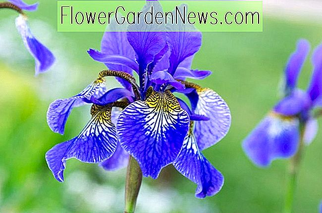 Beste Siberian iris (Iris sibirica) For Din Hage
