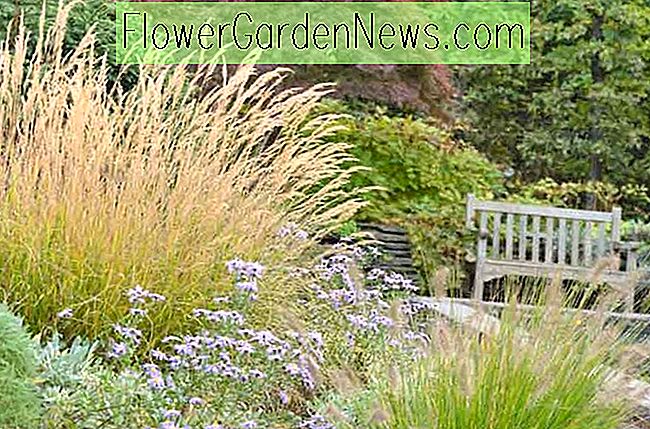 Cele mai bune ierburi ornamentale și plante de frunziș pentru grădinari din New England