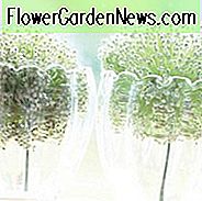 Allium Mount Everest, baltasis aliuminis, dekoratyviniai svogūnai 
