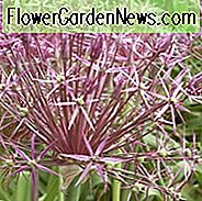 Allium Cristophii, Allium Christophii, Persijos žvaigždė, Allium Albopilosum, dekoratyviniai svogūnai, pavasario svogūnėliai, pavasario gėlės, violetinės svogūnai, pavasario žydėjimas, ankstyvoji vasaros žydėjimas, 