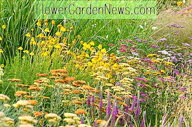 Beste Stauden für Full Sun Gardens in Neuengland 🌹 Nützliche Tipps