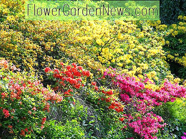 Bedste buske som ledsager til azaleaer og rhododendroner