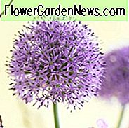 Allium Gladiator, Zierzwiebel 'Gladiator', Zierlauch 'Gladiator', Frühlingszwiebeln, Frühlingsblumen, Purpurblüten, Spätfrühlingsblüten, hirschresistente Blüten