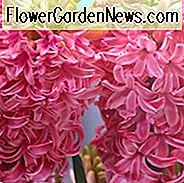 Hyacinthus Orientalis 'Pink Pearl', Hyazinthe 'Pink Pearl', Holländische Hyazinthe, Hyacinthus Orientalis, Hyazinthe, Frühlingszwiebeln, Frühlingsblumen, rosa Hyazinthe, rosa Blume