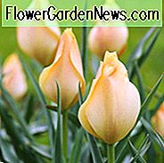 Tulpe 'Bright Gem', Lady Tulip 'Bright Gem', Tulipa Linifolia 'Bright Gem', botanische Tulpen, Tulpe Arten, Steingarten Tulpen, wilde Tulpen, Candle Stick Tulpen