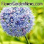Allium Caeruleum, Allium Azureum, Allium Caeruleum Azureum, Allium Coerulescens, Azure-blühender Knoblauch, Blau-geblühter Knoblauch, blühende Zwiebel, Zierzwiebel, Frühlingszwiebeln, Frühlingsblumen