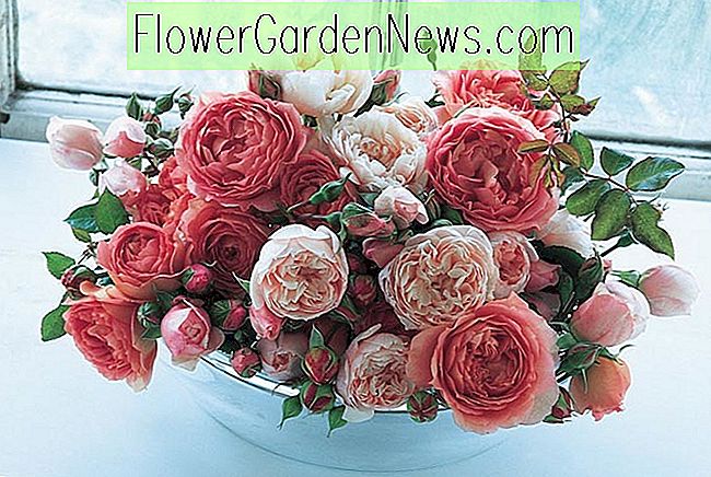 Beste engelske roser for kutting fra hagen