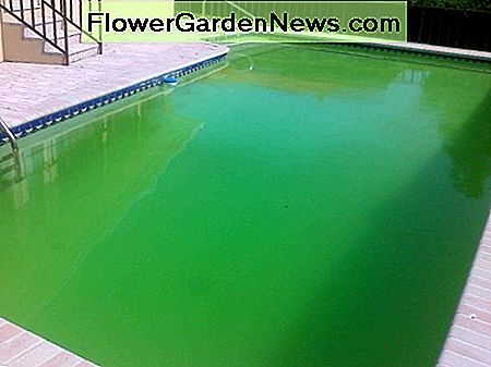 Cómo mantener a las algas fuera de su piscina